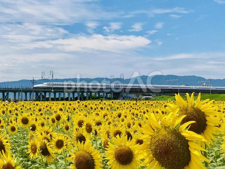 ひまわりと新幹線 ひまわり,ヒマワリ,風景の写真素材
