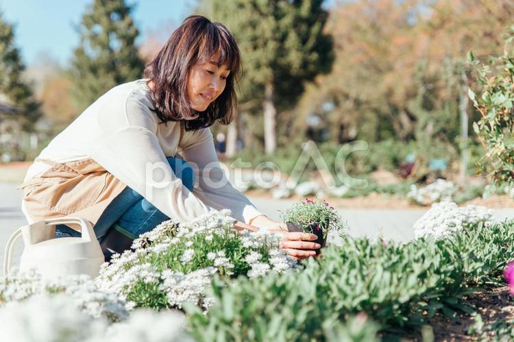 園芸・ガーデニングする主婦 園芸,ガーデニング,苗植えの写真素材