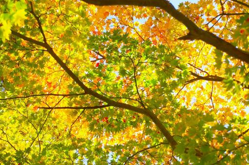 紅葉 紅葉の写真