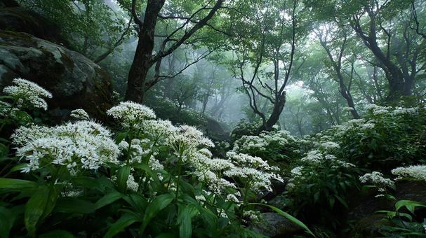 静寂な森に咲く可憐な花 静寂な森に咲く可憐な花の写真