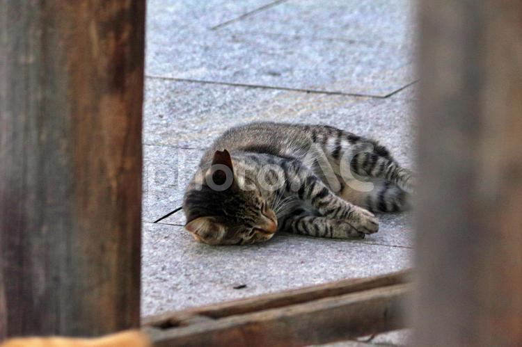 公園の猫たち 猫,ネコ,キジトラの写真素材