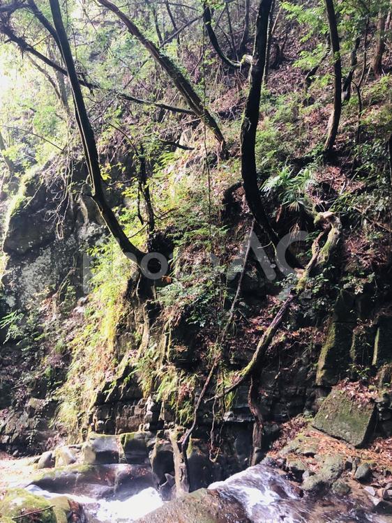 小さな渓流　古き良き自然 渓流,背景,オーガニックの写真素材