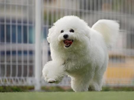 ビションフリーゼのポートレート 犬,ビションフリーゼ,子犬の写真素材