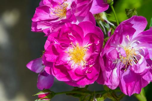 鮮やかに咲くピンクのバラ 鮮やかに咲くピンクのバラの写真