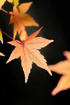 赤オレンジ色に色づくモミジの葉暗い背景 赤オレンジ色に色づくモミジの葉暗い背景 もみじ,紅葉,カエデの写真素材