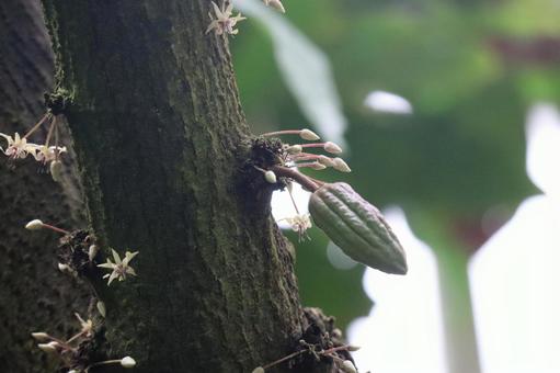 実と花が幹から出るカカオの木 実,花,幹の写真素材