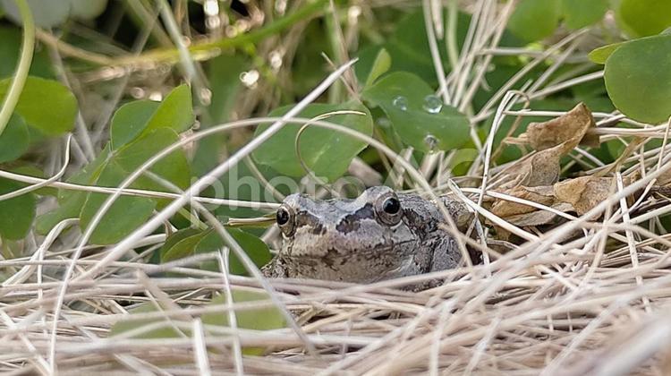 畑で冬越しするカエル カエル,アマガエル,畑の写真素材