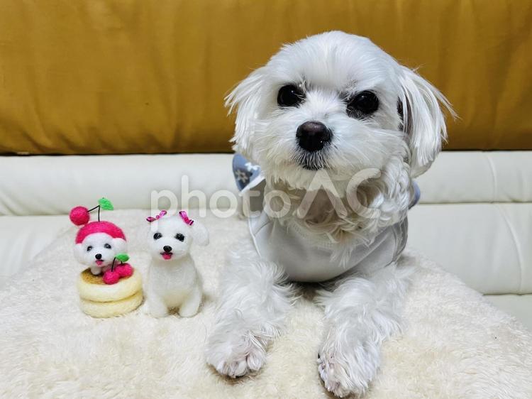 マルチーズと羊毛フェルトの犬 犬,マルチーズ,かわいい犬の写真素材
