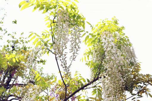 白い藤の花咲く 白い藤の花咲くの写真