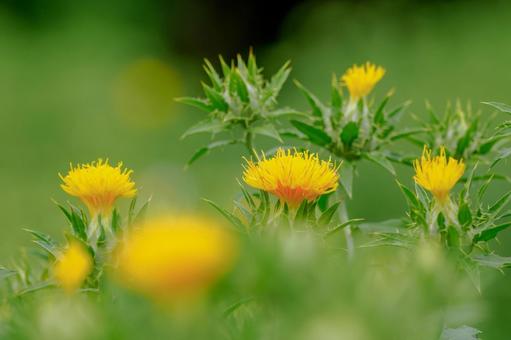 Photo, early summer, flower, safflower, 