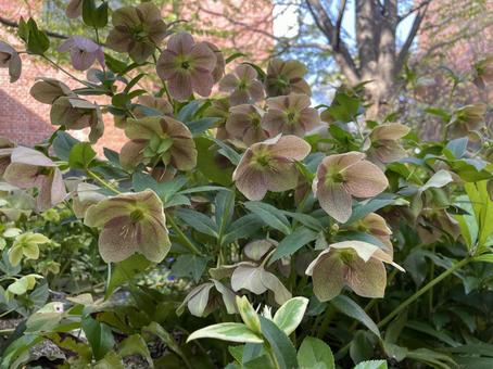 クリスマスローズの写真