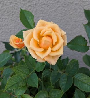 和み バラ,花,flowerの写真素材