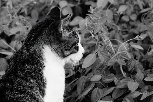 ねこ ねこ ねこ,野良,モノクロの写真素材