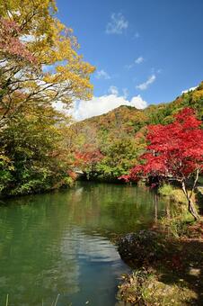 庄川・水記念公園の紅葉 紅葉,青空,観光地の写真素材