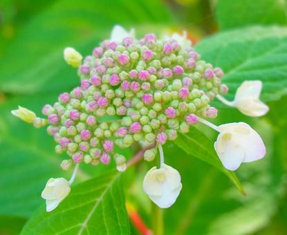 Photo, hydrangea, may, june, 