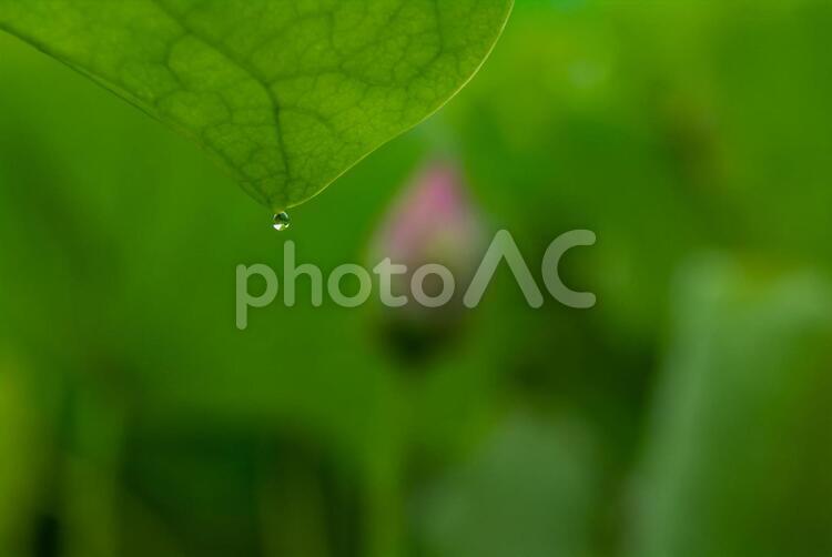 しずくと蓮の花 しずく,葉,大きな葉の写真素材