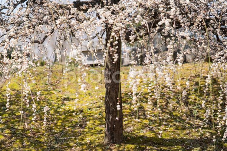 しだれ梅が咲く春の風景① しだれ梅,梅,春の写真素材