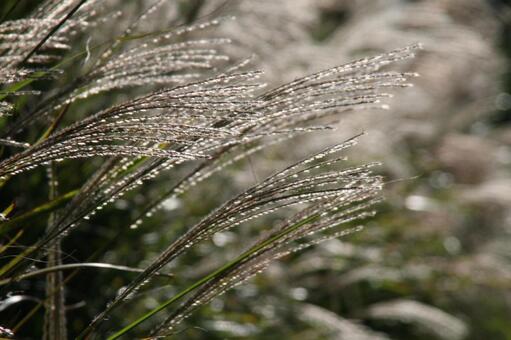 ススキ・薄・尾花　咲く風景 風景美,ポピュラー,夏の写真素材
