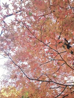 紅葉狩り 紅葉狩り もみじ,秋,木の写真素材