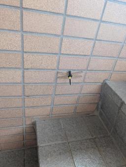 トンボ トンボの写真