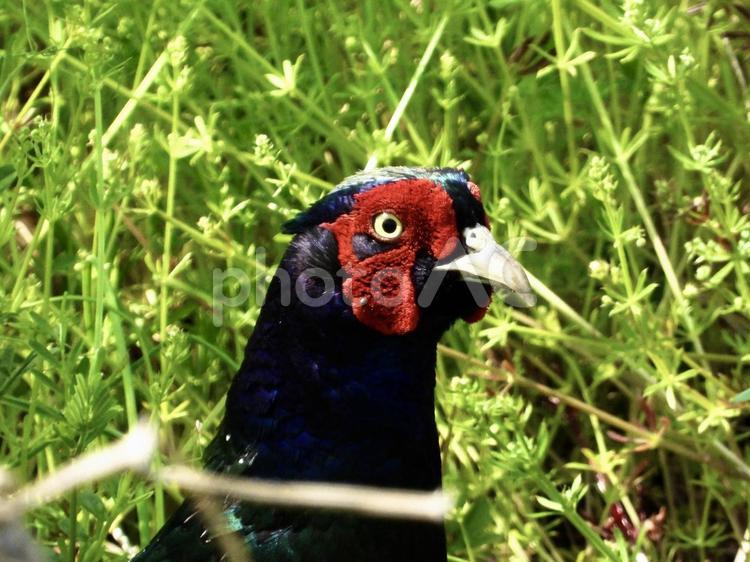 キジの顔のアップ 鳥,野鳥,キジの写真素材