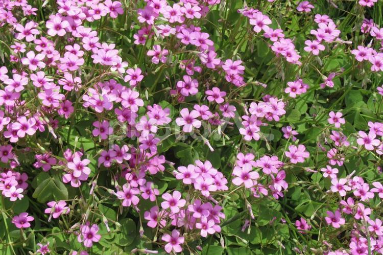 住宅地の草地に咲くイモカタバミ群生 イモカタバミ,オキザリス,花の写真素材