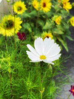 白いコスモスと黄色の花 白いコスモスと黄色の花の写真