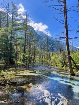 岳沢湿原 岳沢湿原 岳沢湿原,湿原,上高地の写真素材