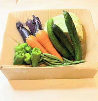 ダンバールに入れた野菜 ダンバールに入れた野菜の写真