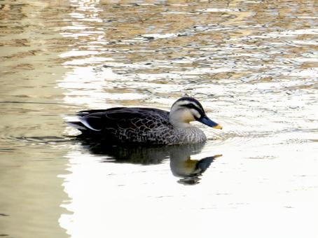 4月、郊外の池で水面を泳ぐカルガモ 4月、郊外の池で水面を泳ぐカルガモの写真