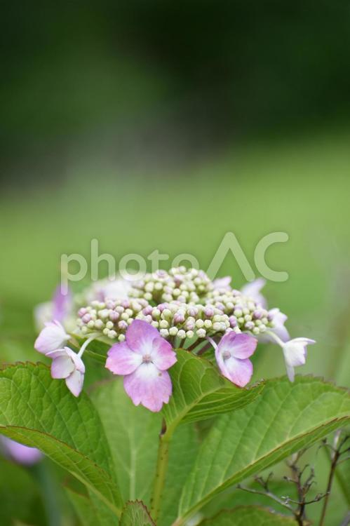 ガクアジサイ（額紫陽花） ガクアジサイ,額紫陽花,紫陽花の写真素材