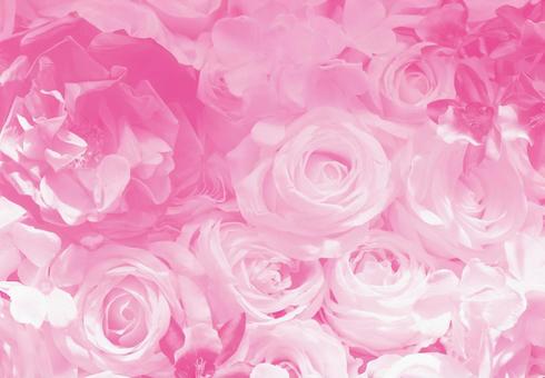 たくさんのふんわりピンクの花 背景素材 たくさんのふんわりピンクの花 背景素材の写真