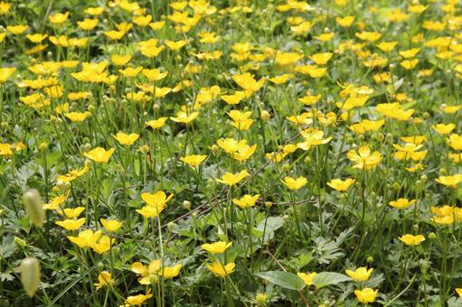 Photo, buttercup, a flower, corolla, 