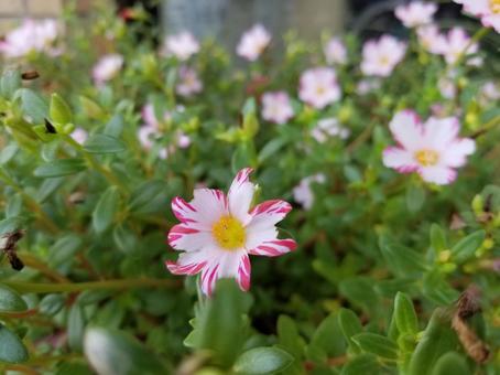 ポーチュラカの花びら ポーチュラカの花びらの写真