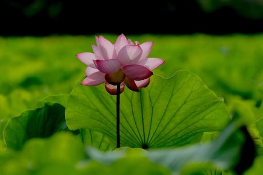 lotus, JPG