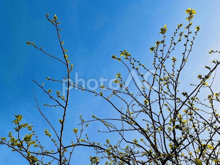 枝　新芽　春　空　美しい　 芽吹き,枝,新芽の写真素材