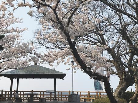 桜が満開の公園2 桜が満開の公園2の写真