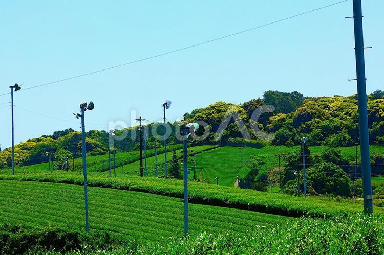 掛川の茶畑 絶景,景色,背景の写真素材