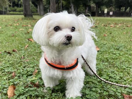 犬の散歩 犬の散歩 犬,マルチーズ,かわいい犬の写真素材
