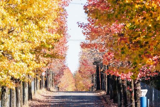 紅葉 紅葉の写真