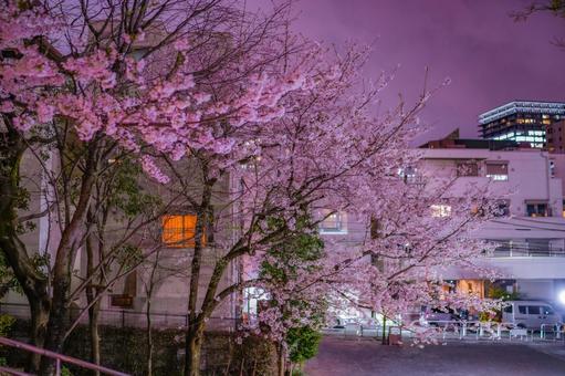 Akasaka's cherry blossom trees and buildings, JPG Akasaka's cherry blossom trees and buildings, JPG