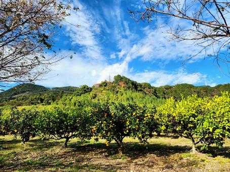 甘く色づくミカン畑で ミカン,ミカン畑,ミカン山の写真素材