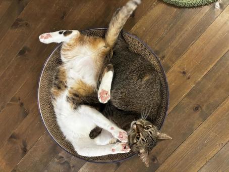 ミケ キジトラ仲良し ミケ キジトラ仲良し かわいい,可愛い,癒しの写真素材