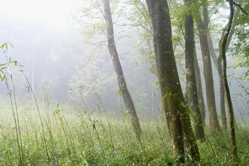 霧に包まれる森 霧に包まれる森 森,霧,森林の写真素材