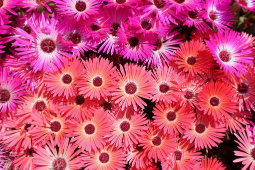 リビングストンデージー 背景素材,背景,ピンクの写真素材