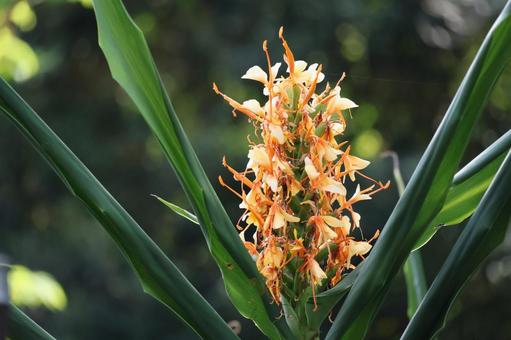 オレンジ色のヘディキウムという花のアップの写真