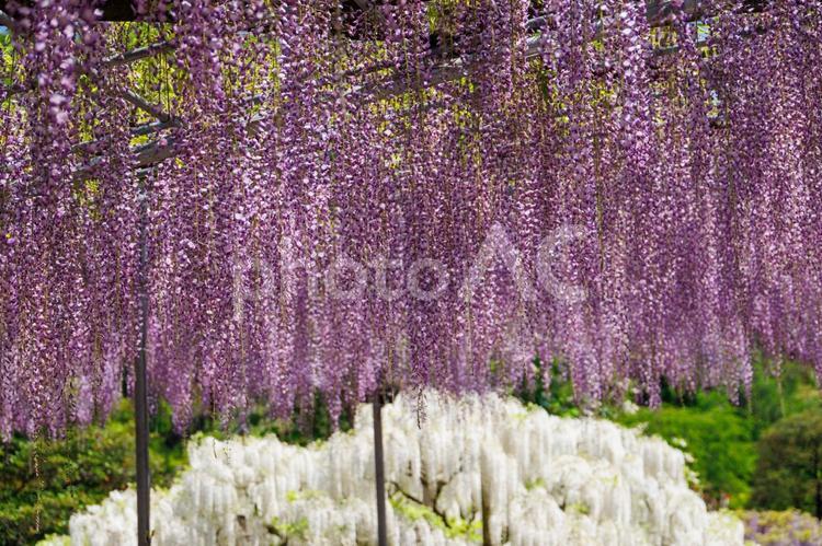 あしかがフラワーパークの大藤 藤,ふじのはな物語,大藤の写真素材