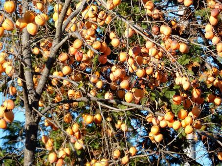 【風景写真】柿の実 柿,カキ,葉の写真素材