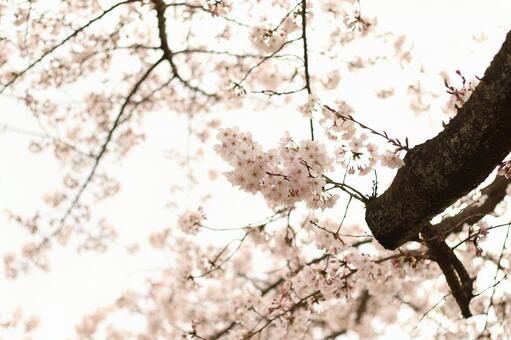 桜 桜の写真