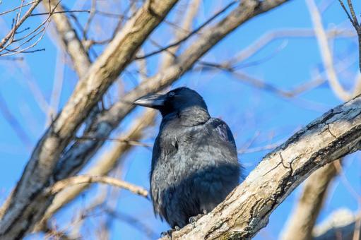 A large-billed crow resting on a branch of a winter tree, JPG A large-billed crow resting on a branch of a winter tree, JPG